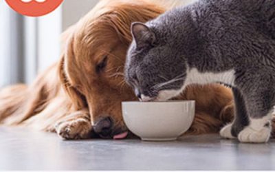 Alivio de la alergia a las mascotas